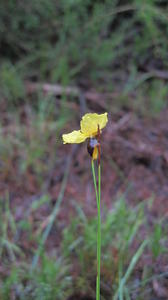 Xyris operculata flower