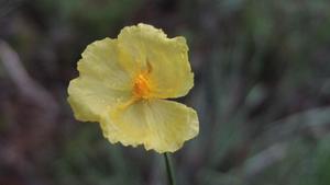 Xyris operculata flower