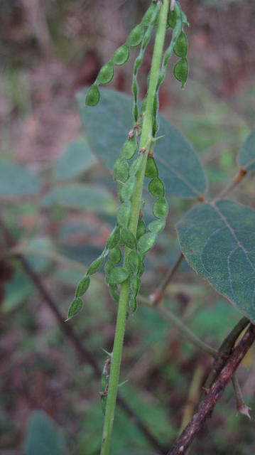 Desmodium brachypodum fruit