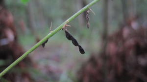 Desmodium brachypodum fruit