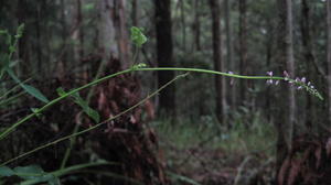 Desmodium brachypodum flower spike