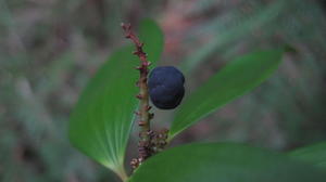 Trochocarpa laurina Tree Heath