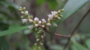 Trochocarpa laurina flowers