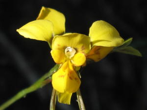 Diuris aurea  