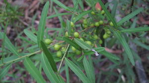 Maytenus silvestris fruit