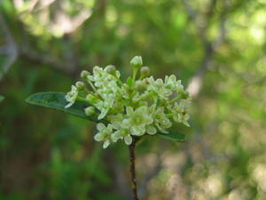 Maytenus silvestris flowers