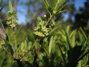 Maytenus silvestris flowers