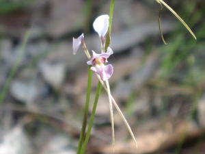 Diuris punctata var punctata - Purple Donkey Orchid