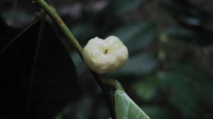 Glochidion ferdinandi fruit