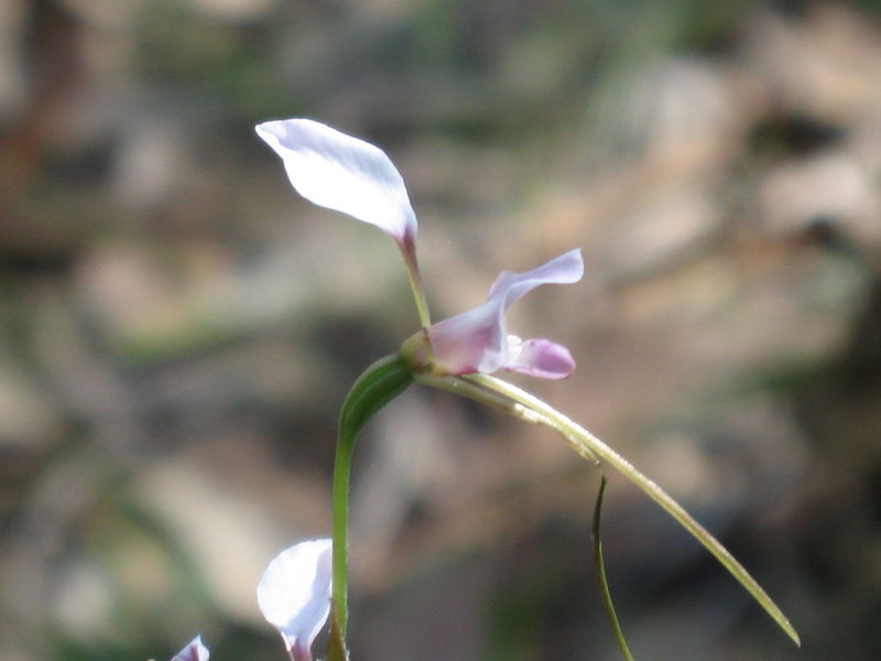 Diuris punctata 