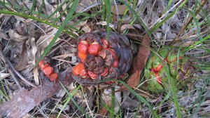 Macrozamia spiralis female cones