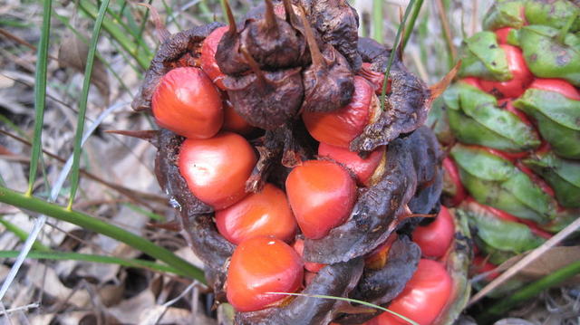 Macrozamia spiralis seeds