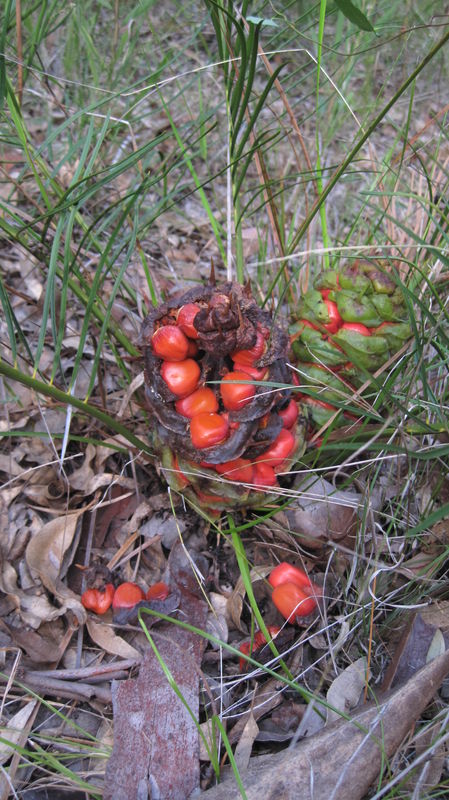 Macrozamia spiralis cones and seeds