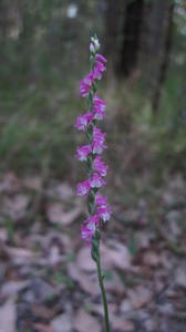 Spiranthes sinensis flower spike