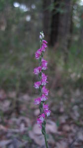 Spiranthes sinensis spiralling flowers