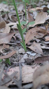 Spiranthes sinensis leaf and stem