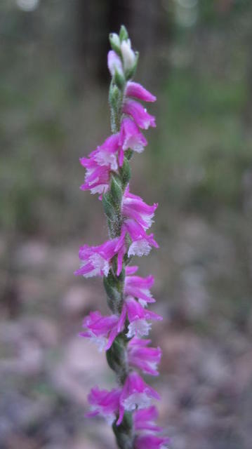 Spiranthes sinensis spike