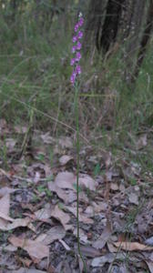 Spiranthes sinensis plant