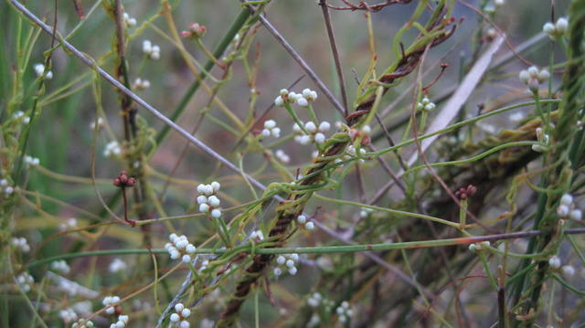 Cassytha glabella buds