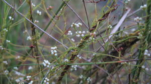 Cassytha glabella buds