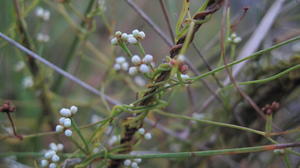 Cassytha glabella buds