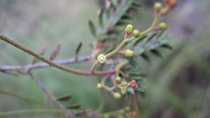 Cassytha pubescens - Dodder or Devil's Twine