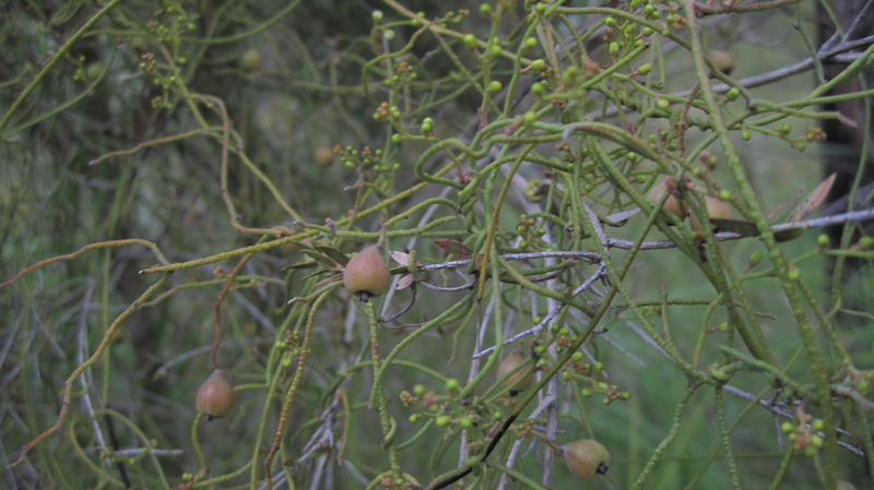 Cassytha pubescens fruit