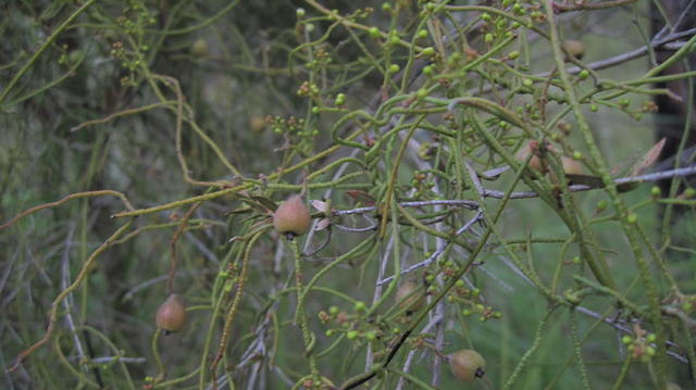 Cassytha pubescens fruit