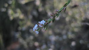 Leucopogon appressus branchlet