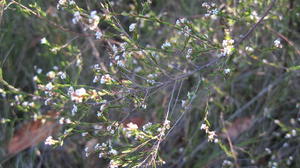 Leucopogon appressus branch