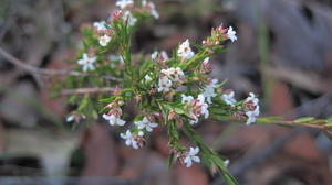 Leucopogon appressus buds and flowers 