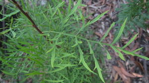 Lomatia silaifolia leaf