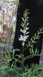 Lomatia silaifolia spike