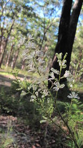 Lomatia silaifolia spike