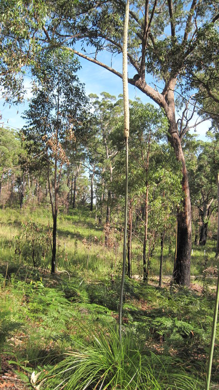 Xanthorrhoea resinosa tall spike