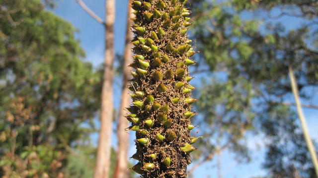 Xanthorrhoea resinosa seeds