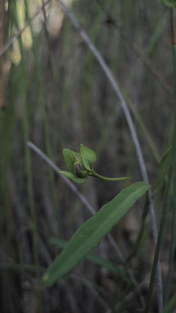 Polymeria calycina fruit with large calyx