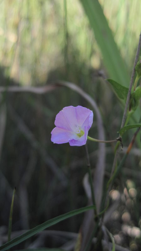 Polymeria calycina flower