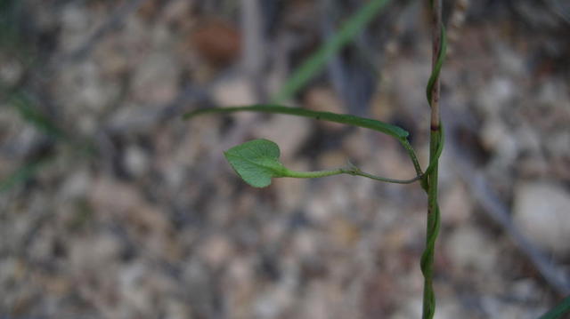 Polymeria calycina bud 