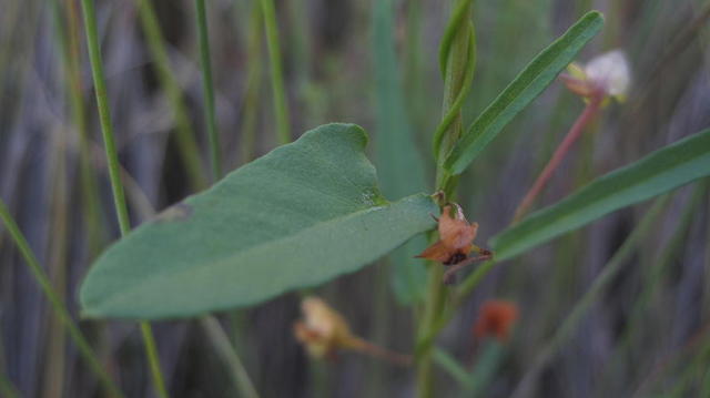 Polymeria calycina leaf