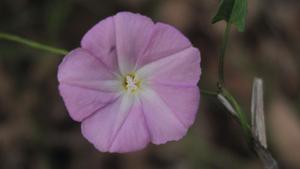 Polymeria calycina - Swamp Bindweed