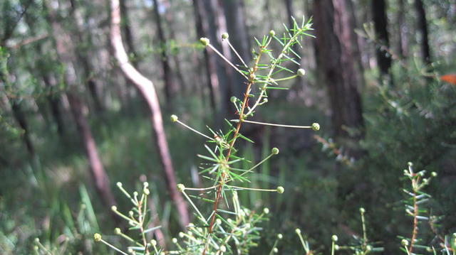 Acacia ulicifolia buds