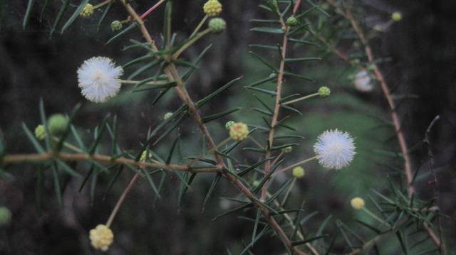 Acacia ulicifolia flowers