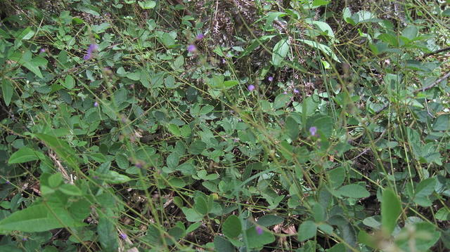 Desmodium rhytidophyllum sprawling plant 