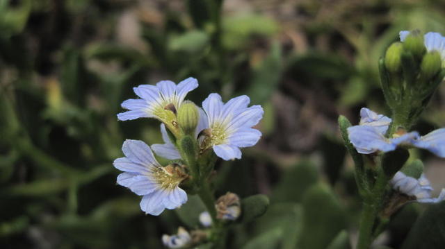 Scaevola calendulacea flowers