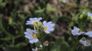 Scaevola calendulacea flowers