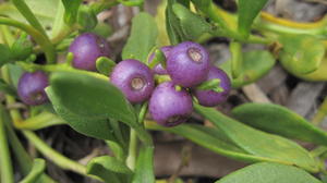 Scaevola calendulacea fruit