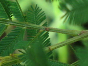 Acacia irrorata gland, at the base of pinnae 