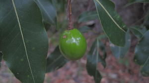 Endiandra sieberi immature fruit