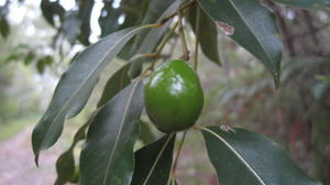 Endiandra sieberi immature fruit